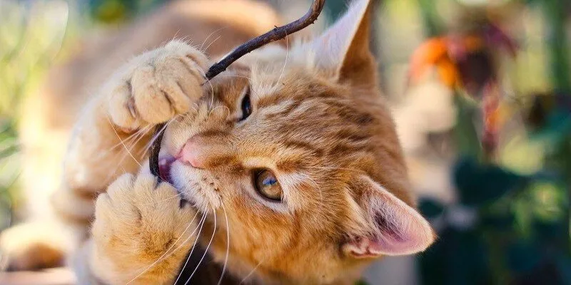 Biện pháp để ngừng tình trạng chó mèo cắn phá đồ