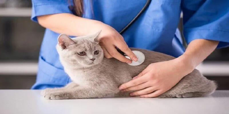 Các lợi ích khi tiến hành tiêm vaccine cho mèo