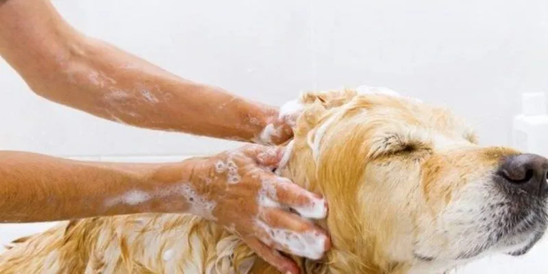 Cách tắm cho chó - Chọn địa điểm thích hợp