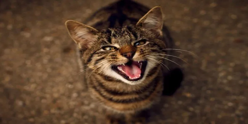 Cách xử lý vấn đề mèo kêu