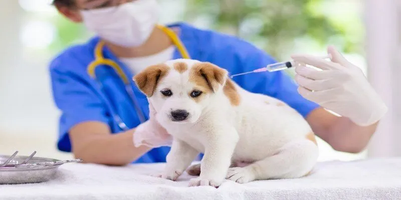 Chú chó đang được tiêm phòng để bảo vệ sức khỏe