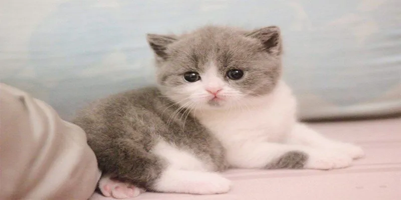 Hướng dẫn chăm sóc mèo