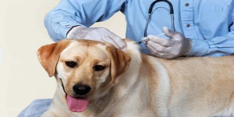 Lịch tiêm phòng cho chó nhằm bảo vệ sức khỏe cho thú cưng