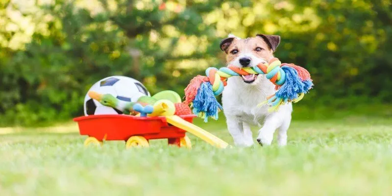 Lý do khiến chó mèo cắn phá đồ