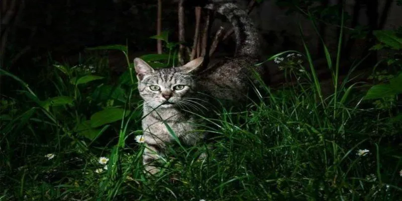 Lý do mèo kêu đêm dễ hiểu