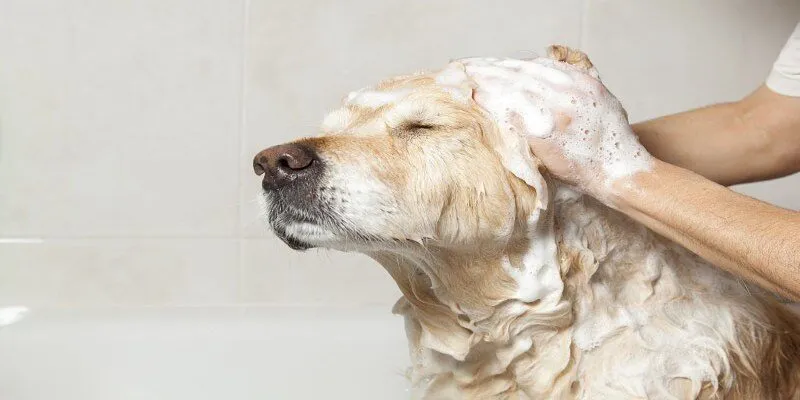 Massage nhẹ nhàng cho thú cưng