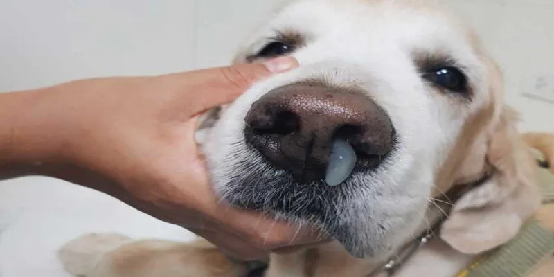 Một số bệnh truyền nhiễm ở chó mèo phổ biến