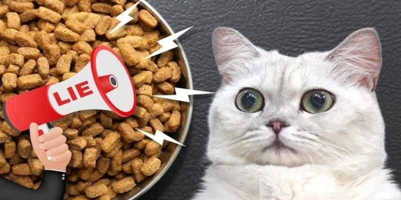 Nên chọn hạt, pate hay raw food với mèo lớn tuổi