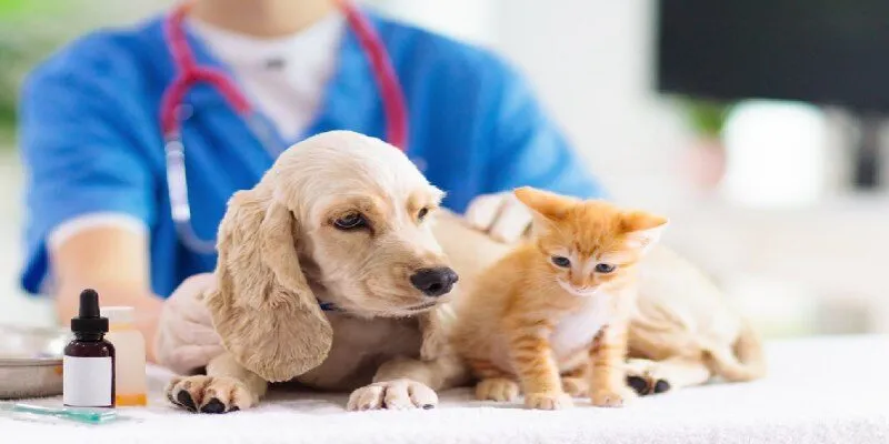 Nguy hiểm của tỏi với thú cưng