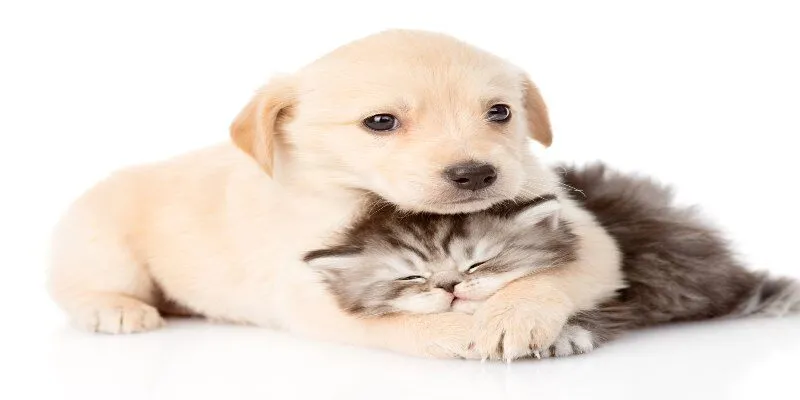 Nhận biết và quản lý cảm xúc của chó mèo