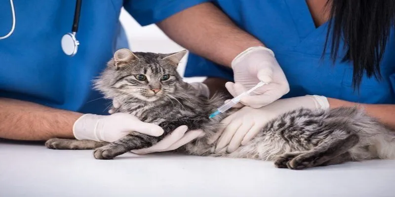 Những dòng vaccine cho mèo cần thiết