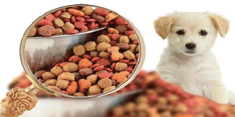 Những loại thực phẩm bổ sung cho thú cưng phổ biến