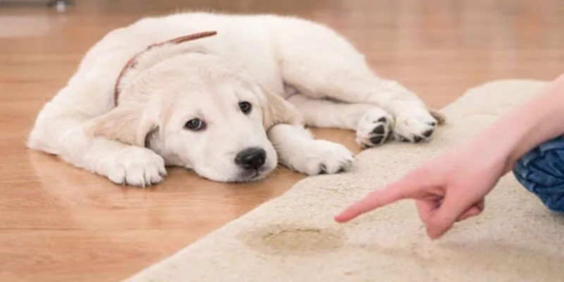 Sự cần thiết khi dạy chó đi vệ sinh đúng chỗ
