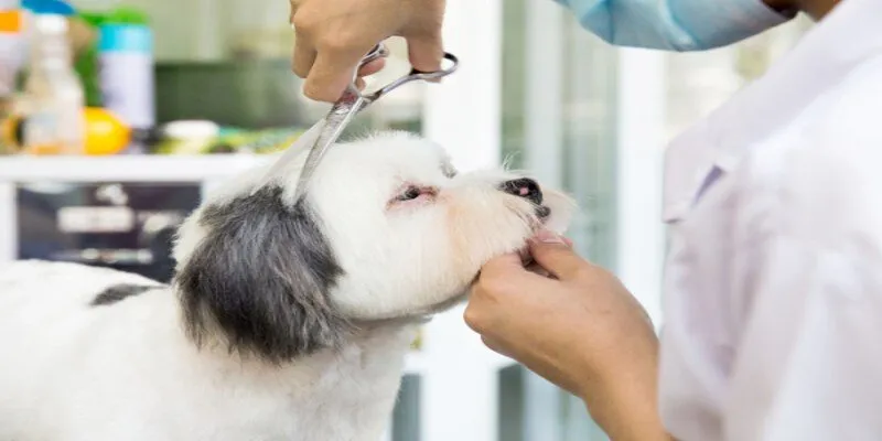 Tầm nhìn phát triển mạnh trong tương lai