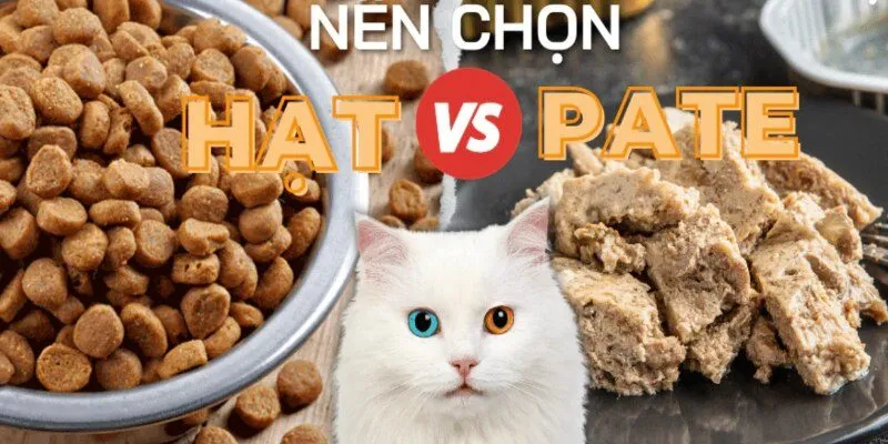Tầm quan trọng của thức ăn mèo