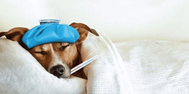 Thú cưng bị sốt tiêu chảy cần đưa đi bác sĩ khi nào?