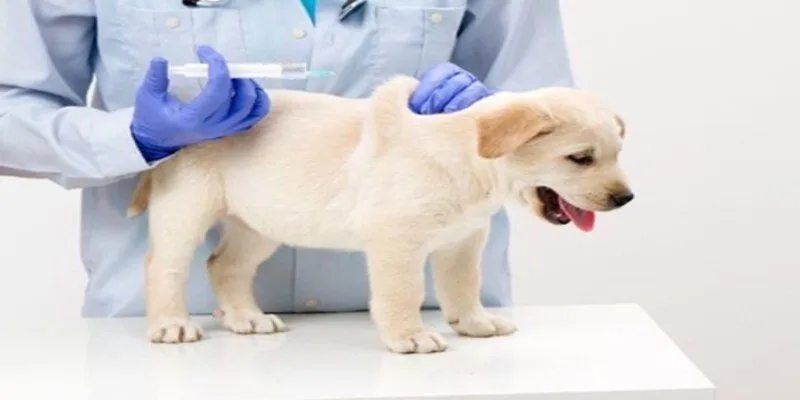 Thuốc tẩy giun cho chó giúp loại bỏ ký sinh trùng gây hại