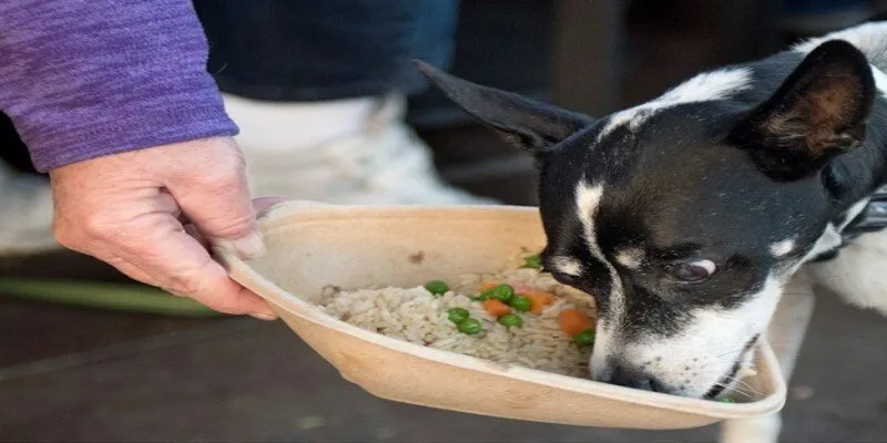 Tiêu chí lựa chọn thức ăn ngon