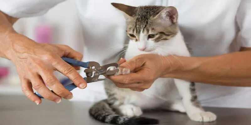 Tìm hiểu cắt móng cho mèo