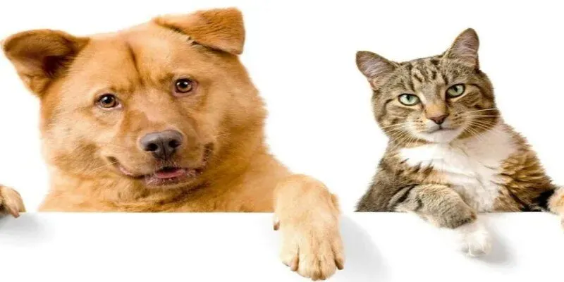 Tìm hiểu về hành vi và cảm xúc chó mèo