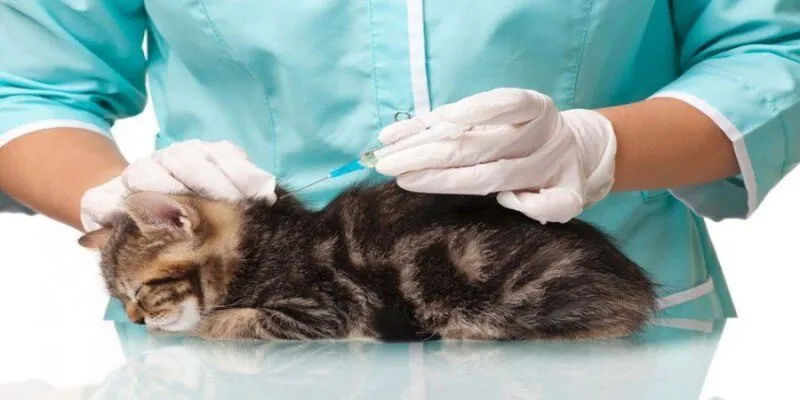 vaccine cho mèo
