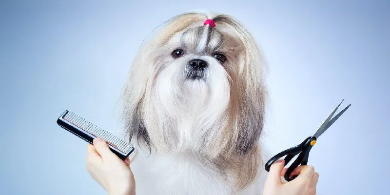Vài nét thông tin chung về chăm sóc thú cưng